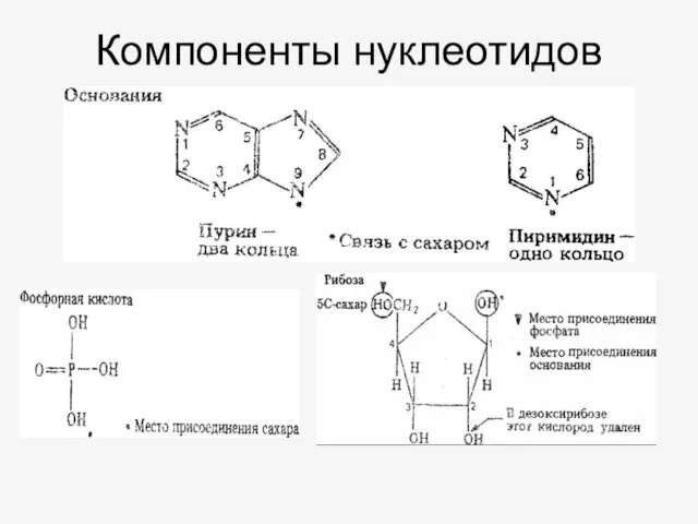 Компоненты нуклеотидов