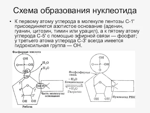 Схема образования нуклеотида К первому атому углерода в молекуле пентозы