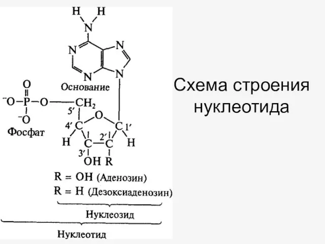 Схема строения нуклеотида