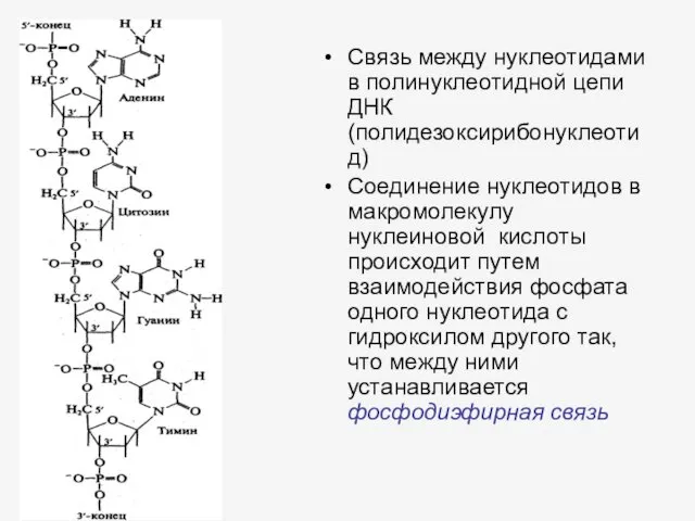 Связь между нуклеотидами в полинуклеотидной цепи ДНК (полидезоксирибонуклеотид) Соединение нуклеотидов