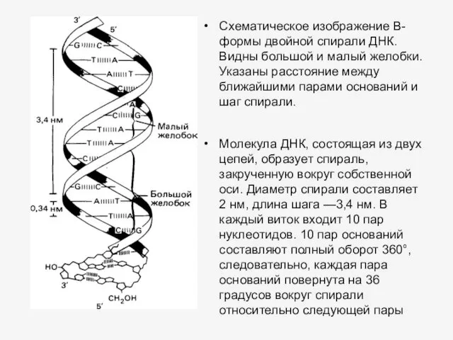 Схематическое изображение В-формы двойной спирали ДНК. Видны большой и малый