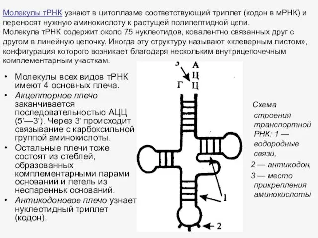 Молекулы тРНК узнают в цитоплазме соответствующий триплет (кодон в мРНК)