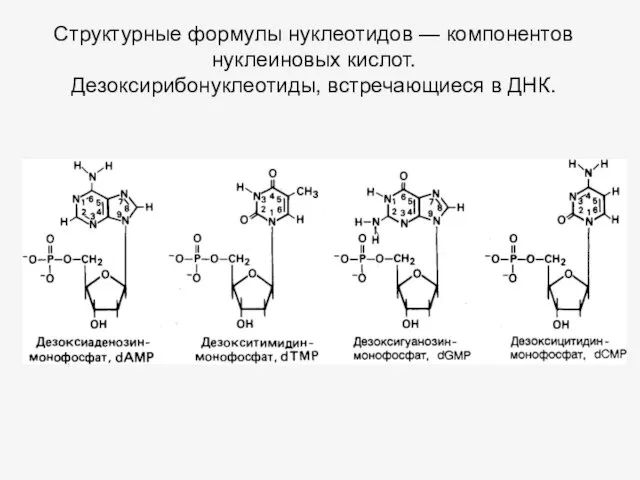 Структурные формулы нуклеотидов — компонентов нуклеиновых кислот. Дезоксирибонуклеотиды, встречающиеся в ДНК.