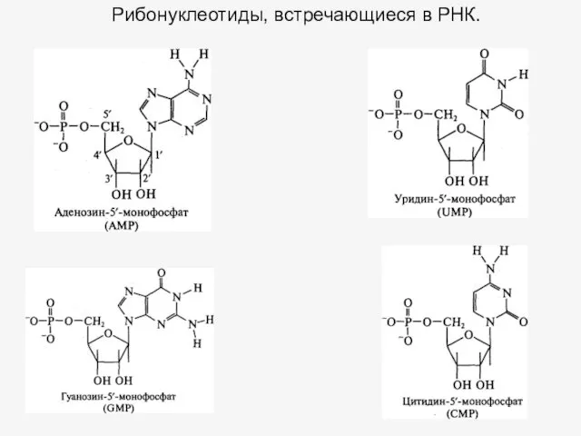 Рибонуклеотиды, встречающиеся в РНК.