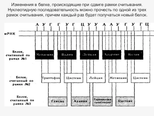 Изменения в белке, происходящие при сдвиге рамки считывания. Нуклеотидную последовательность