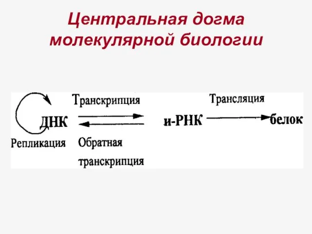 Центральная догма молекулярной биологии