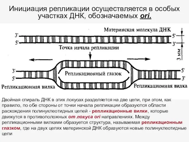 Инициация репликации осуществляется в особых участках ДНК, обозначаемых ori. Двойная