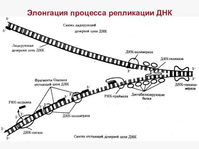 Элонгация процесса репликации ДНК