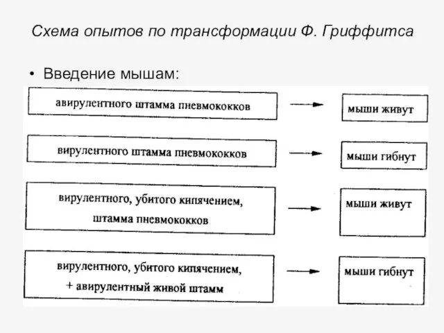 Схема опытов по трансформации Ф. Гриффитса Введение мышам: