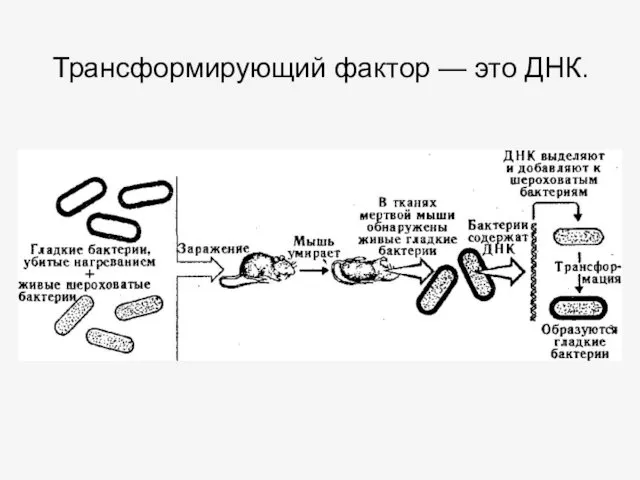 Трансформирующий фактор — это ДНК.