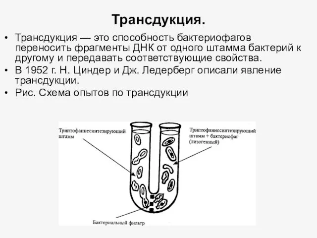 Трансдукция. Трансдукция — это способность бактериофагов переносить фрагменты ДНК от