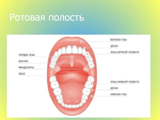 Ротовая полость