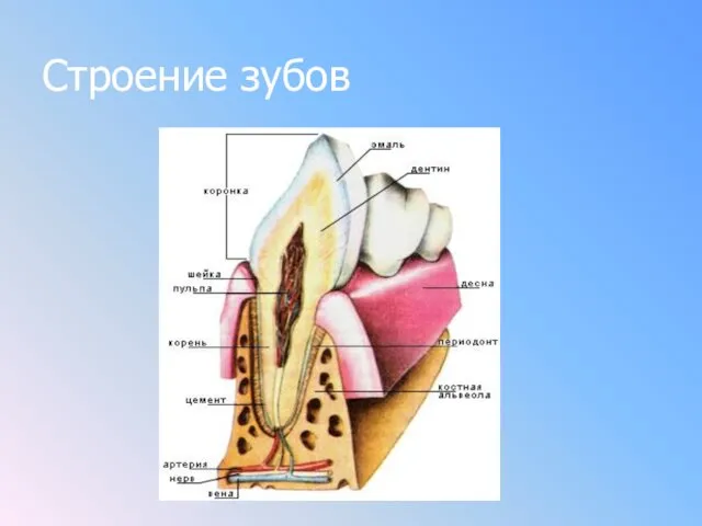 Строение зубов