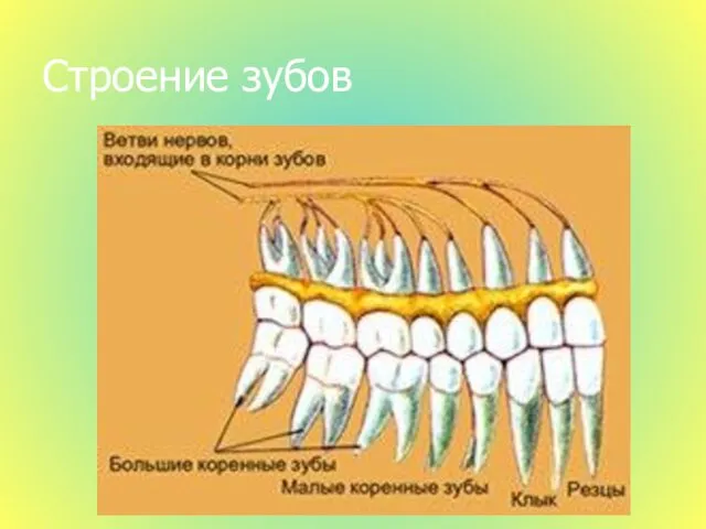 Строение зубов