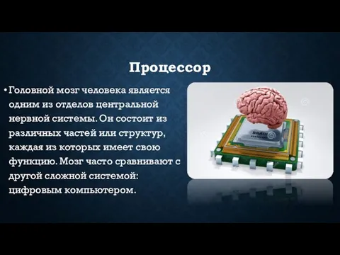 Процессор Головной мозг человека является одним из отделов центральной нервной