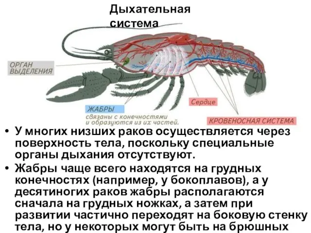 Дыхательная система У многих низших раков осуществляется через поверхность тела,