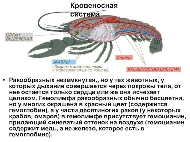 Ракообразных незамкнутая,, но у тех животных, у которых дыхание совершается