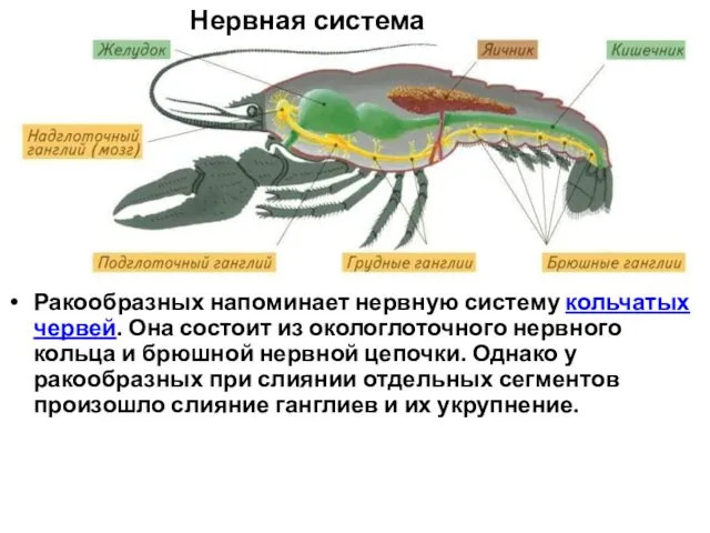 Нервная система Ракообразных напоминает нервную систему кольчатых червей. Она состоит