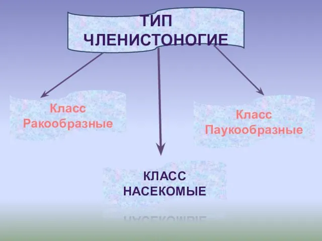 ТИП ЧЛЕНИСТОНОГИЕ Класс Ракообразные Класс Паукообразные КЛАСС НАСЕКОМЫЕ