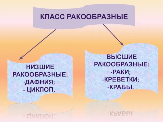 КЛАСС РАКООБРАЗНЫЕ НИЗШИЕ РАКООБРАЗНЫЕ: ДАФНИЯ; ЦИКЛОП. ВЫСШИЕ РАКООБРАЗНЫЕ: РАКИ; КРЕВЕТКИ; КРАБЫ.