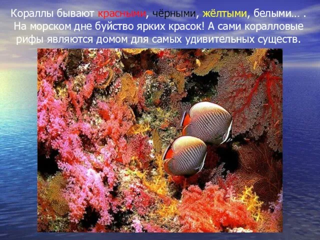 Кораллы бывают красными, чёрными, жёлтыми, белыми… . На морском дне