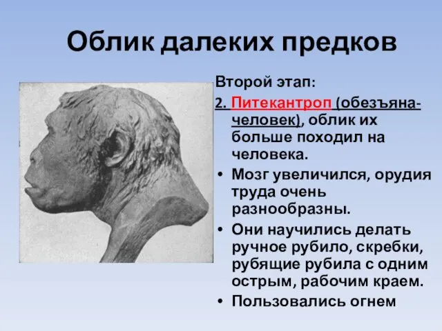 Облик далеких предков Второй этап: 2. Питекантроп (обезъяна-человек), облик их