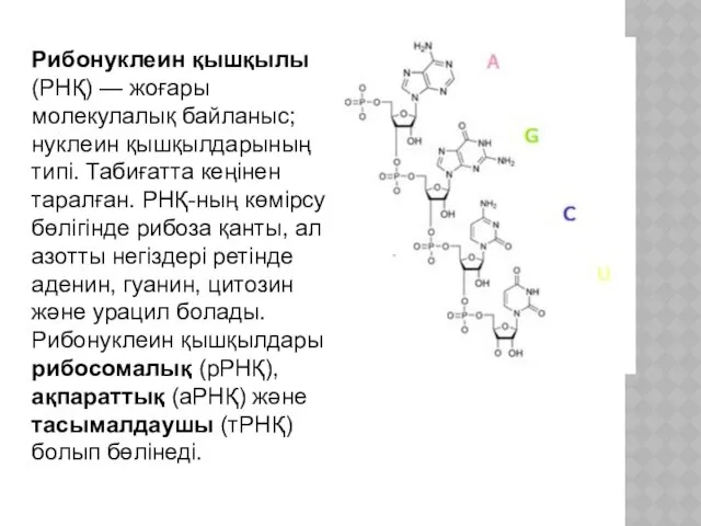 Рибонуклеин қышқылы (РНҚ) — жоғары молекулалық байланыс; нуклеин қышқылдарының типі.