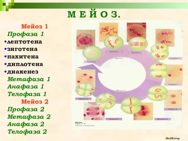 М Е Й О З. MedBiolog Мейоз 1 Профаза 1