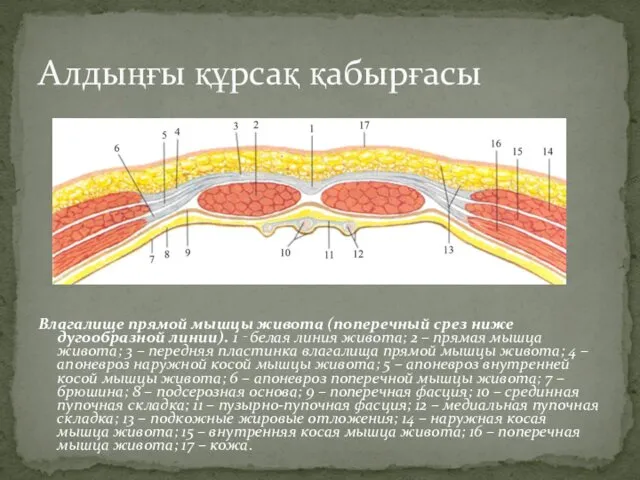 Влагалище прямой мышцы живота (поперечный срез ниже дугообразной линии). 1