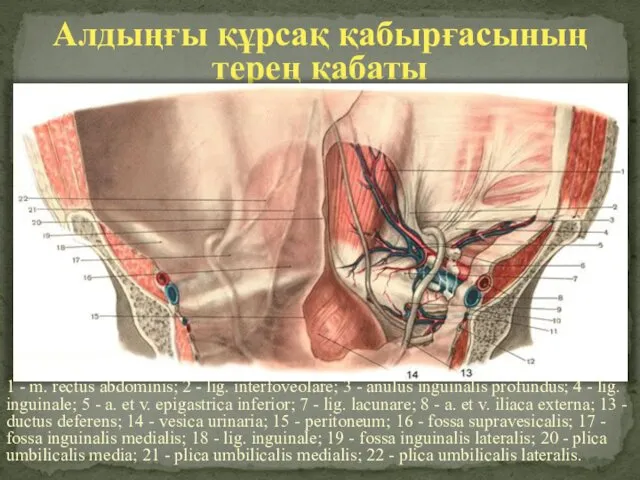 Алдыңғы құрсақ қабырғасының терең қабаты 1 - m. rectus abdominis;