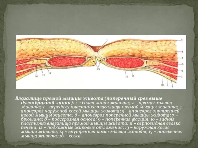 Влагалище прямой мышцы живота (поперечный срез выше дугообразной линии). 1