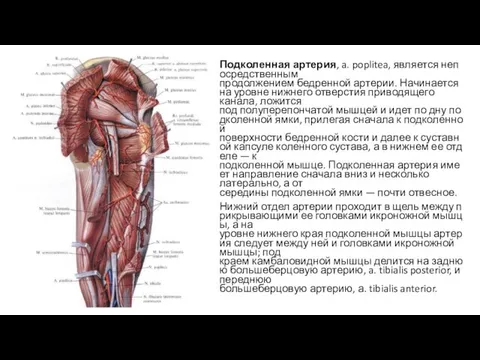 Подколенная артерия, a. poplitea, является непосредственным продолжением бедренной артерии. Начинается