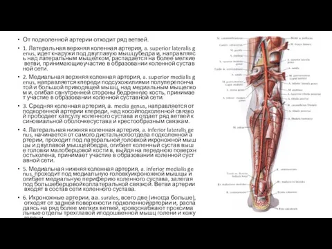 От подколенной артерии отходит ряд ветвей. 1. Латеральная верхняя коленная