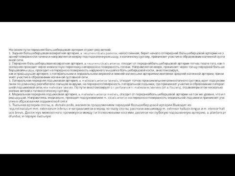 На своем пути передняя большеберцовая артерия отдает ряд ветвей. 1.