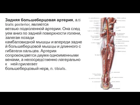 Задняя большеберцовая артерия, а.tibialis posterior, является ветвью подколенной артерии. Она