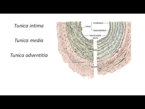 Tunica intima Tunica media Tunica adventitia