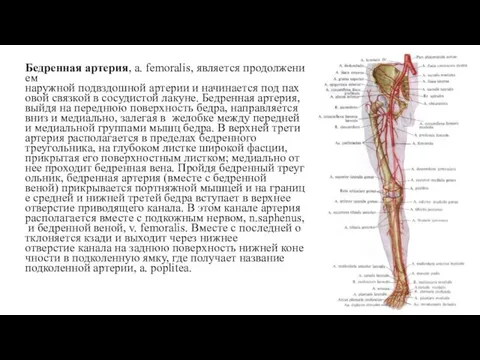 Бедренная артерия, a. femoralis, является продолжением наружной подвздошной артерии и