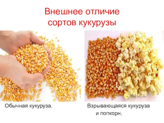 Внешнее отличие сортов кукурузы Обычная кукуруза. Взрывающаяся кукуруза и попкорн.