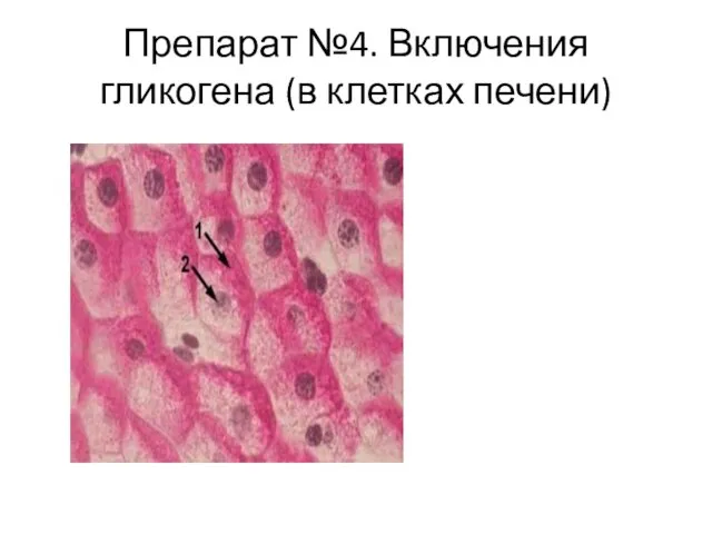Препарат №4. Включения гликогена (в клетках печени)