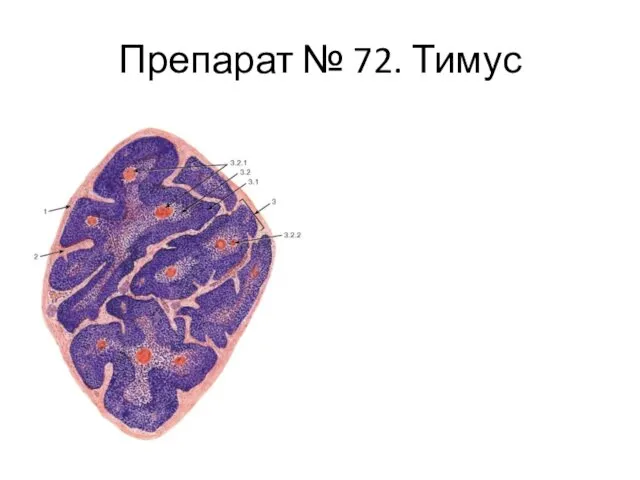 Препарат № 72. Тимус