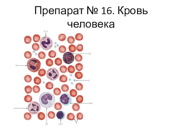 Препарат № 16. Кровь человека