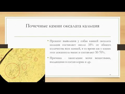 Почечные камни оксалата кальция Процент выявления у собак камней оксалата