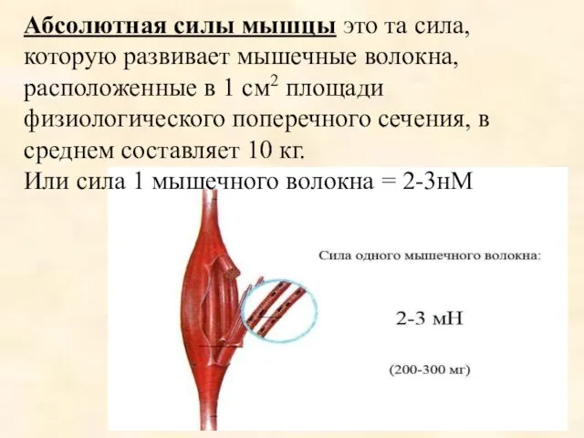 Абсолютная силы мышцы это та сила, которую развивает мышечные волокна,