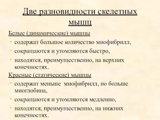 Две разновидности скелетных мышц Белые (динамические) мышцы содержат большое количество