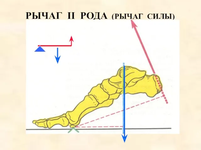 РЫЧАГ II РОДА (РЫЧАГ СИЛЫ)