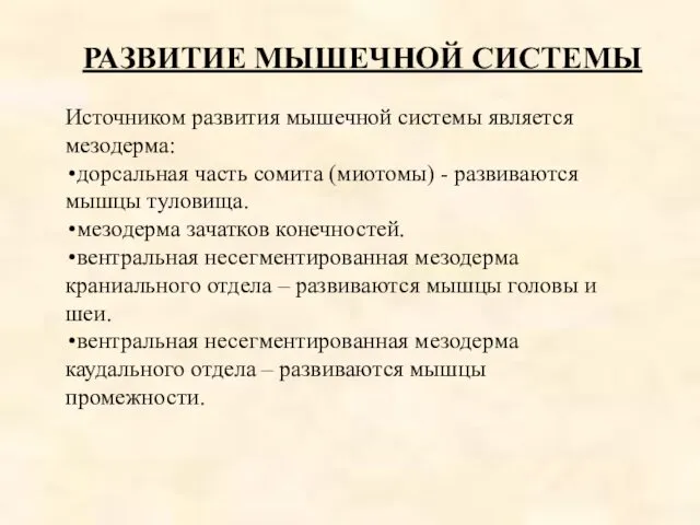 РАЗВИТИЕ МЫШЕЧНОЙ СИСТЕМЫ Источником развития мышечной системы является мезодерма: дорсальная