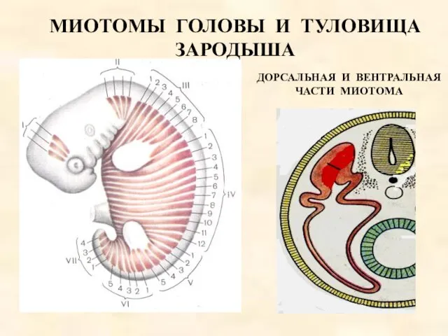 МИОТОМЫ ГОЛОВЫ И ТУЛОВИЩА ЗАРОДЫША ДОРСАЛЬНАЯ И ВЕНТРАЛЬНАЯ ЧАСТИ МИОТОМА