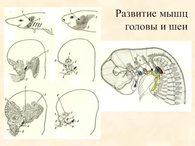 Развитие мышц головы и шеи