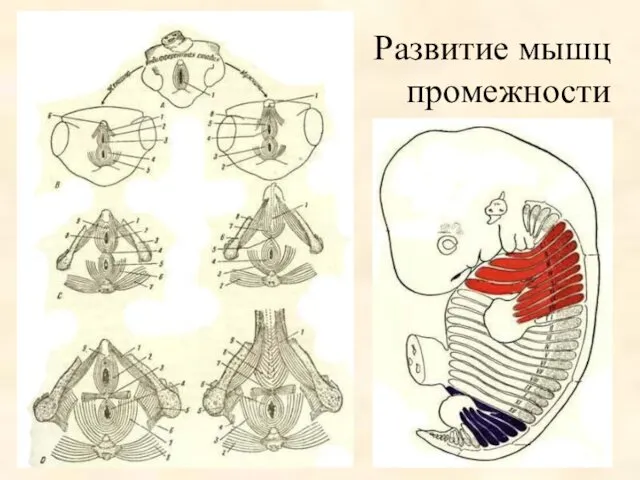 Развитие мышц промежности