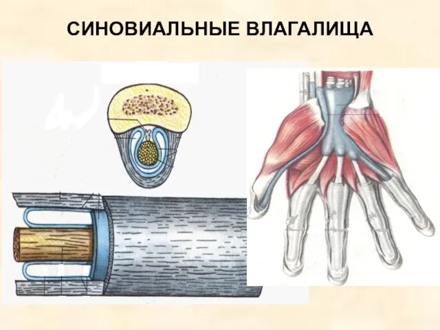 СИНОВИАЛЬНЫЕ ВЛАГАЛИЩА